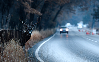 Uwaga na zwierzęta na drogach. Jesień to czas ich migracji